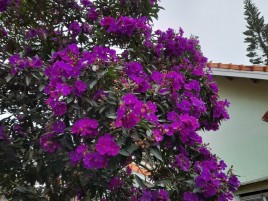 HOA MUA ÚC – CÂY SIM ÚC GIỐNG HOA ĐẸP