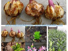CỦ HOA LY GIỐNG CỦ HOA LY GIỐNG