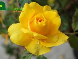 GỐC HOA HỒNG ĐÀ LẠT GỐC HOA HỒNG ĐÀ LẠT
