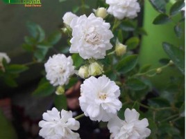 HOA HỒNG BẠCH TRÀ HOA HỒNG BẠCH TRÀ