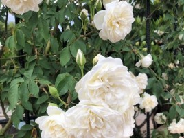 HOA HỒNG ĐÀ LẠT TRẮNG CỔ