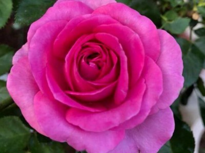 Hoa hồng lafont 