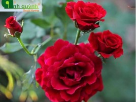 HOA HỒNG LEO CỔ HẢI PHÒNG HOA HỒNG LEO CỔ HẢI PHÒNG