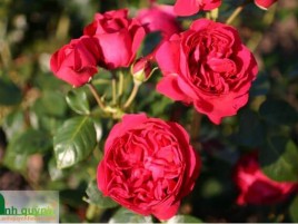 HOA HỒNG LEO ĐỎ RED EDEN