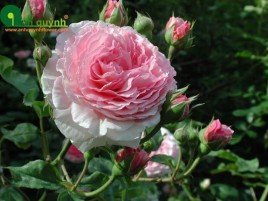 HOA HỒNG LEO JAMES GALWAY HOA HỒNG LEO JAMES GALWAY