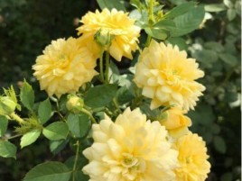 HOA HỒNG LEO VÀNG YELLOW MEILOVE