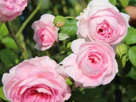 HOA HỒNG LEO MON COEUR HOA HỒNG LEO MON COEUR