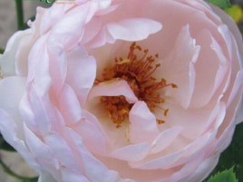 HOA HỒNG NAHEMA HOA HỒNG NAHEMA