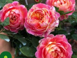 HOA HỒNG NGOẠI CLAUDE MONET HOA HỒNG NGOẠI CLAUDE MONET