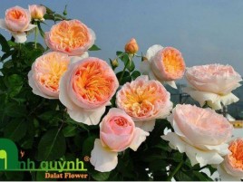 HOA HỒNG NGOẠI JULIET HOA HỒNG NGOẠI JULIET