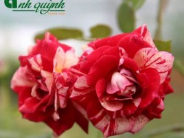 HOA HỒNG NGOẠI BỤI JULIO HOA HỒNG NGOẠI BỤI JULIO