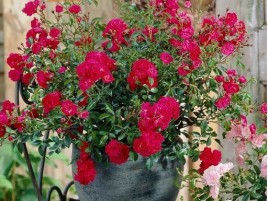 HOA HỒNG NGOẠI RED FAIRY  HOA HỒNG NGOẠI RED FAIRY