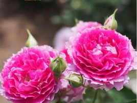 HOA HỒNG NGOẠI SHEHERAZAD HOA HỒNG NGOẠI SHEHERAZAD