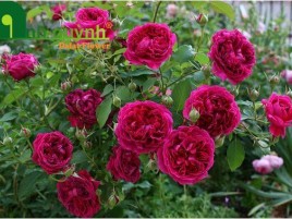 HOA HỒNG NGOẠI W2000 - Wiliam Shakespeare 2000 HOA HỒNG NGOẠI W2000 - Wiliam Shakespeare 2000