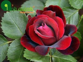 HOA HỒNG NHUNG ĐÀ LẠT