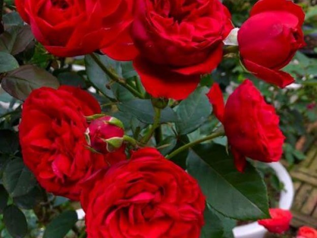 HOA HỒNG RED APPLE - Chuyên cunng cấp các loại hoa hồng ngoại bụi ...