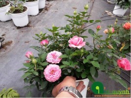 HOA HỒNG SIÊU NỤ