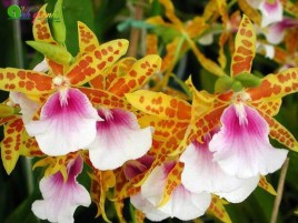 LAN VŨ NỮ MILTONIA