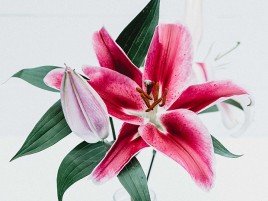 Hoa Ly Cành Hoa Ly Cành