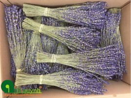 HOA OẢI HƯƠNG KHÔ BÓ – HL- 4 - 0 HOA OẢI HƯƠNG KHÔ BÓ – HL- 4 - 0