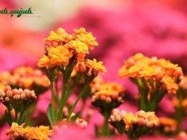 HOA SỐNG ĐỜI KÉP ĐÀ LẠT