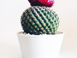 Hoa xương rồng Hoa xương rồng