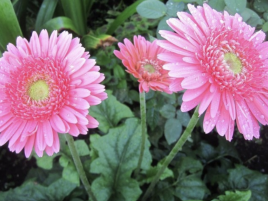 Hoa Đồng Tiền Hoa Đồng Tiền