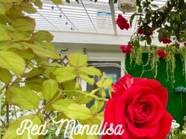 Hoa Hồng Leo Đỏ Red Monalisa Hoa Hồng Leo Đỏ Red Monalisa