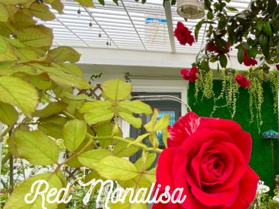 Hoa Hồng Leo Đỏ Red Monalisa
