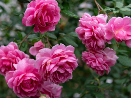 HOA HỒNG HUNTINGTON