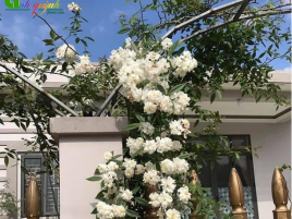 HOA HỒNG LEO NGỖNG TUYẾT HOA HỒNG LEO NGỖNG TUYẾT