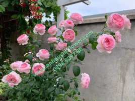 HOA HỒNG LEO MON COEUR