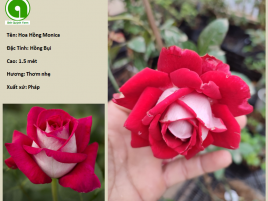 HOA HỒNG MONICA BELLUCCI  HOA HỒNG MONICA BELLUCCI