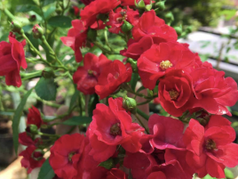 Hoa Hồng Red Fairy Hoa Hồng Red Fairy