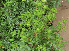 Hoa Hồng Xanh Jane Green Hoa Hồng Xanh Jane Green