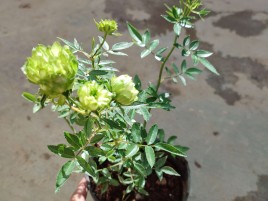 HOA HỒNG XANH – HOA HỒNG JANE GREEN HOA HỒNG XANH – HOA HỒNG JANE GREEN