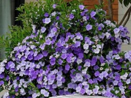 Hoa Lài Nhật Hoa Lài Nhật