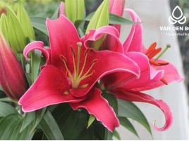 Hoa Ly Trung Thơm Hoa Ly Trung Thơm