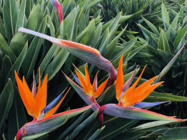 HOA THIÊN ĐIỂU – Ý NGHĨA VÀ CÁCH TRỒNG