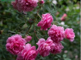 HỒNG LEO HUNTINGTON