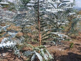 Lá Cắm Hoa Đô La Bạc