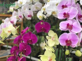 HOA LAN HỒ ĐIỆP