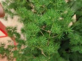 Lá Tùng Nho Cắm Hoa  Lá Tùng Nho Cắm Hoa