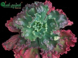 SEN ĐÁ BẮP CẢI SEN ĐÁ BẮP CẢI