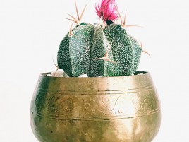 Sen đá xương rồng Sen đá xương rồng