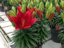 Hoa Ly Chậu Tết Giá Sỉ - Sắc Đỏ Rocket Tươi Tắn Tại Ánh Quỳnh Farm Hoa Ly Chậu Tết Giá Sỉ - Sắc Đỏ Rocket Tươi Tắn Tại Ánh Quỳnh Farm