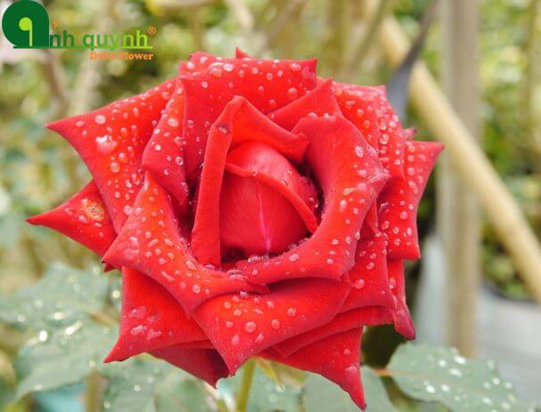 Rụng tim' với vườn hoa hồng đẹp mê mệt của người mẹ trẻ